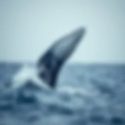 A majestic whale breaching the surface of the ocean