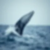 Majestic Breach of a Whale A majestic whale breaching the surface of the ocean