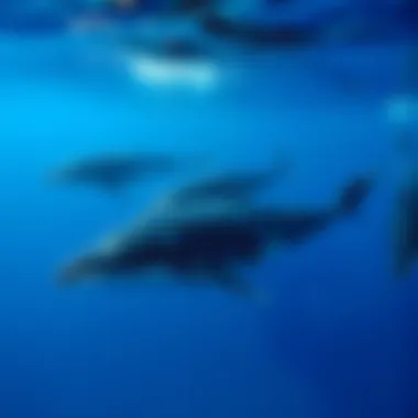 Pod of Whales Swimming Gracefully A pod of whales swimming gracefully together