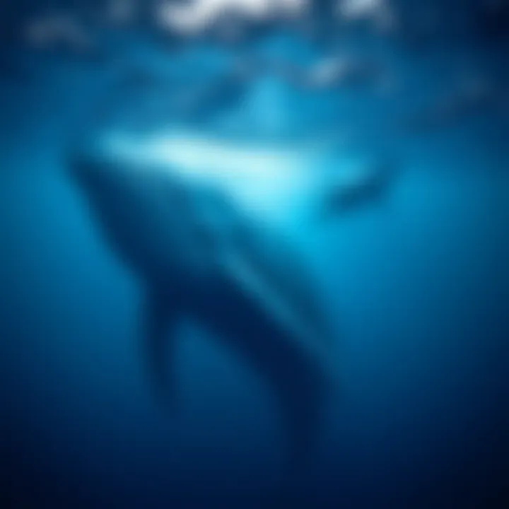 Underwater Magnificence of a Whale Underwater view of a whale showcasing its vast size